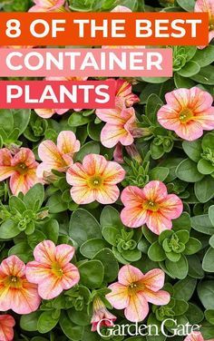 Backyard Patio Flowers Potted Plants, Summer Flower Pots Porches, Summer Potted Plants Patio, Best Outdoor Plants For Zone 9, Summer Outdoor Planter Ideas, Flowers Containers Ideas Planters, Easy Care Outdoor Plants, Flower Pots Planting Ideas, Patio Flower Pot Ideas Full Sun