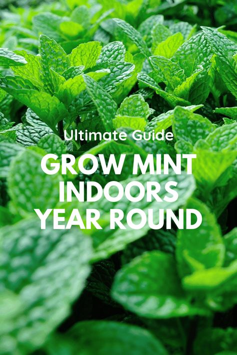 My best tips and tricks to successfully grow mint indoors, yes even in winter. Fresh mint is easy to grow and hard to kill making it an ideal herb to grow for beginners but also a very practical one as it has numerous culinary uses. Grow Mint Indoors, Growing Mint Indoors, How To Grow Mint, Grow Mint, Fresh Mint Tea, Growing Food Indoors, Growing Mint, The Tiny Seed, Indoor Herb