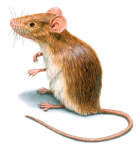 Rat & Mice Pictures | Mouse Photos & Images House Mouse Illustration, Mice Infestation, Mice Repellent, Getting Rid Of Mice, Mouse Photos, Mouse Illustration, Mouse Pictures, Field Mouse, Mouse Rat