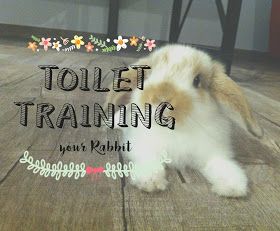 Pet Rabbit Care, Cat Toilet Training, Bunny Hutch, Raising Rabbits, Pet Bunny Rabbits, Indoor Rabbit, Mini Lop, Bunny Care, Rabbit Cages