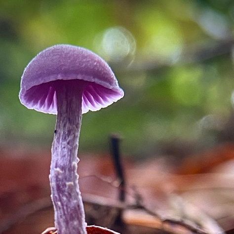 The Pobble on Instagram: "They’re heeere… Laccaria amethystina - Amethyst Deceivers. One of my all time favourite mushrooms 💜

#Laccariaamethystina #FungiFriday" All Time, All About Time, Stuffed Mushrooms, Amethyst, On Instagram, Instagram