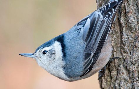 White Breasted Nuthatch, Climb A Tree, Nuthatches, Instagram Challenge, Woodpeckers, Love Your Pet, Photography Awards, Cute Animal Pictures, Sunflower Seeds