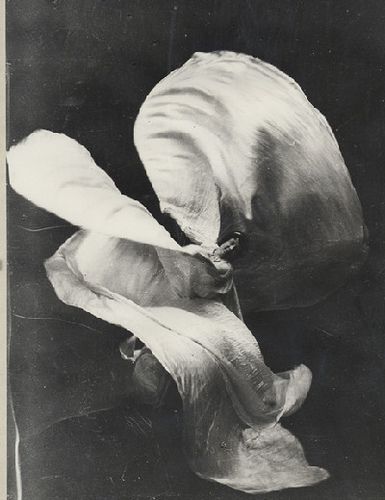 Loie Fuller, Modern Dans, Belly Dancing Classes, St Denis, Modern Dance, Dance Photography, Memento Mori, 인물 사진, White Photo