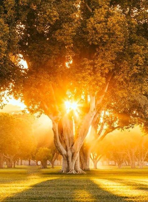 Sunrise Images, Text And Image, Sri Sri Ravi Shankar, Ravi Shankar, Podcast Topics, Sri Sri, Beautiful Sunrise, No Fear, Beautiful Tree