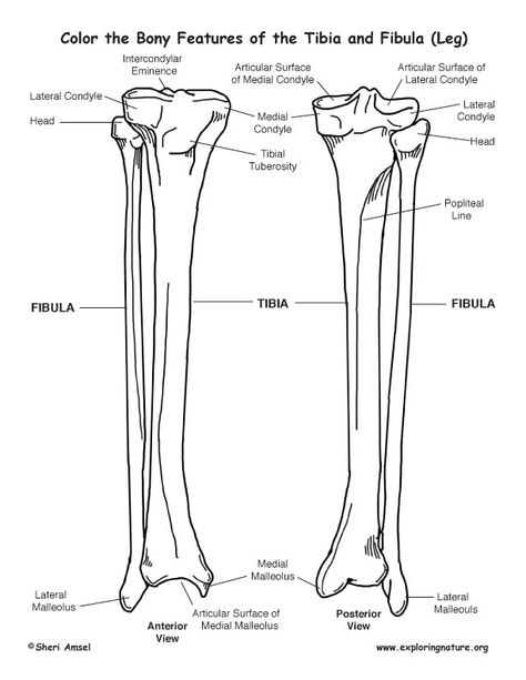 Tibia and Fibula (Calf) Bony Features Coloring Page Fun Anatomy, Anatomy Coloring, Bone Drawing, Anatomy Coloring Book, Anatomy Bones, Basic Anatomy And Physiology, Human Body Anatomy, Human Body Parts, Human Bones