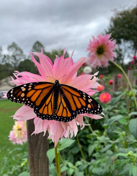 Butterfly On Flower Aesthetic, Butterflies On Flowers, Spring Pics, Butterfly On A Flower, Butterfly On Flower, Beautiful Butterfly Photography, Butterflies And Flowers, Butterfly Photos, Butterfly Pictures