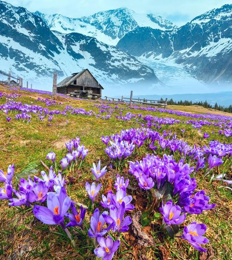 Crocus flowers on spring mountain and glacier. Blooming purple violet Crocus alp #Sponsored , #SPONSORED, #sponsored, #spring, #Crocus, #violet, #mountain Crocus Flowers, Saffron Flower, Landscape Outdoor, Alpine Flowers, Crocus Flower, Beautiful Scenery Pictures, Pansies Flowers, Purple Violet, Depth Of Field