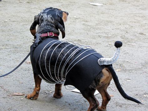 Andy’s most elastic toy goes all Pinocchio on us and becomes a real dog! Slinky Dog Costume For Dog, Slinky Dog Costume Diy, Slinky Dog Costume, Driveway Pillars, Slinky Costume, Costume Box, Dachshund Halloween, Toy Story Halloween, Dog Parade