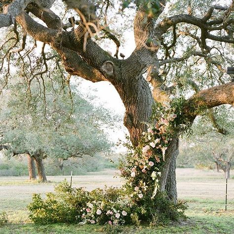 Floral Installation!    A Tree Grows in Goliad, and we put flowers on it! 😉    Photography by @kellidurhamphoto Wedding Installations, Unique Garden Art, Martha Weddings, White Veil, Wedding Altars, Wedding Ceremony Backdrop, Flower Installation, Venue Wedding, Ceremony Inspiration