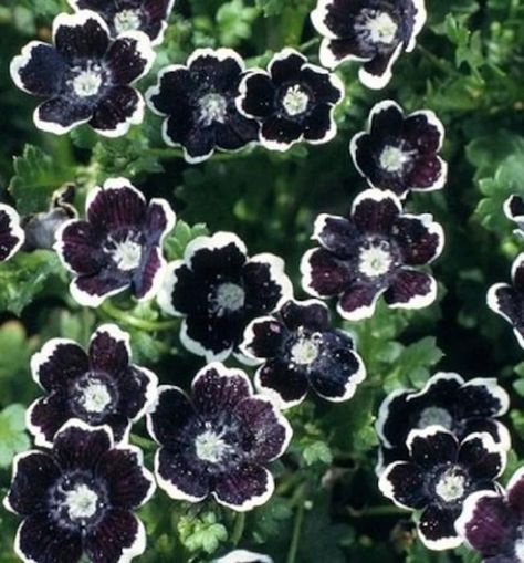 Penny Black Nemophila Seeds, Gothic Garden, Nemophila Discoidalis NE0250 - Etsy Gothic Garden Ideas Backyards, Goth Garden Aesthetic, Gothic Garden Ideas, Gothic Plants, Goth Plants, Creepy Garden, Goth Flowers, Black Dalia, Moody Garden