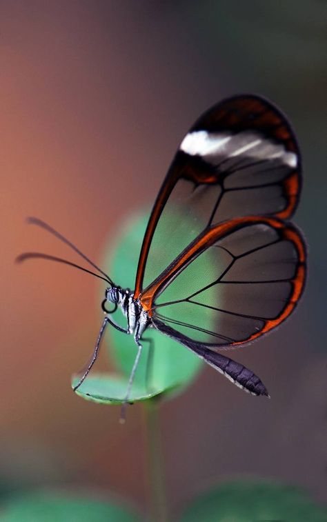 Glasswing Butterfly, Leaf Butterfly, Dragonfly Insect, Butterfly Species, Photography Flowers, Butterfly Pictures, Butterfly Kisses, Dry Leaf, Animal Planet