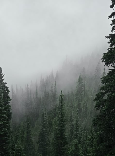 Pine Aesthetics, Pine Trees Aesthetic, Pine Forest Landscape, Pine Forest Aesthetic, Pine Tree Aesthetic, Pine Forest Photography, Dark Pine Forest, Pine Wallpaper, Pine Tree Background