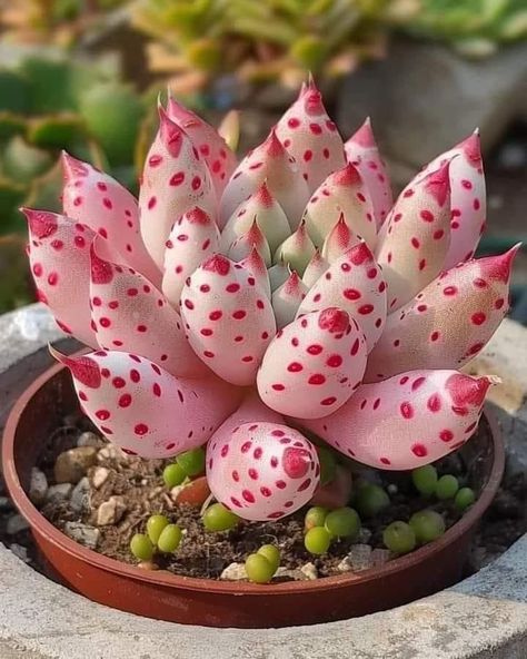 Suculent Plants, Types Of Cactus Plants, Strange Flowers, Succulent Garden Design, Cactus Types, Paper Plants, Dish Garden, Succulent Gardening, Fruit Flowers