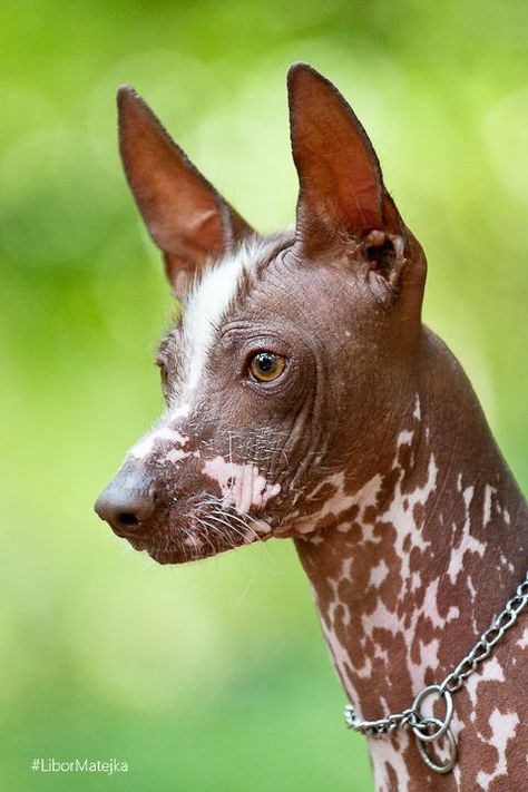 Peruvian Inca Orchid Dog, Peruvian Inca Orchid, Peruvian Dog, Hairless Animals, Hairless Dogs, Peruvian Hairless Dog, Unique Dogs, Mexican Hairless Dog, Hairless Dog