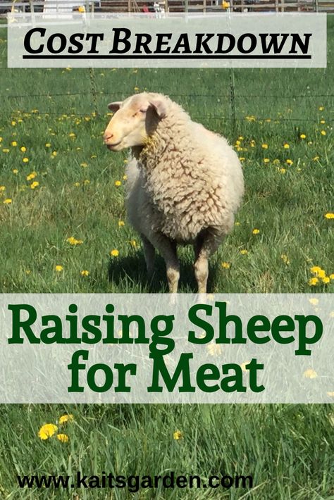 Sheep Hooves, Sheep Enclosure, Sheep Farming Ideas, Lamb Raising, Sheep Barn Ideas, Sheep Homestead, Meat Sheep, Sheep Raising, Homestead Sheep