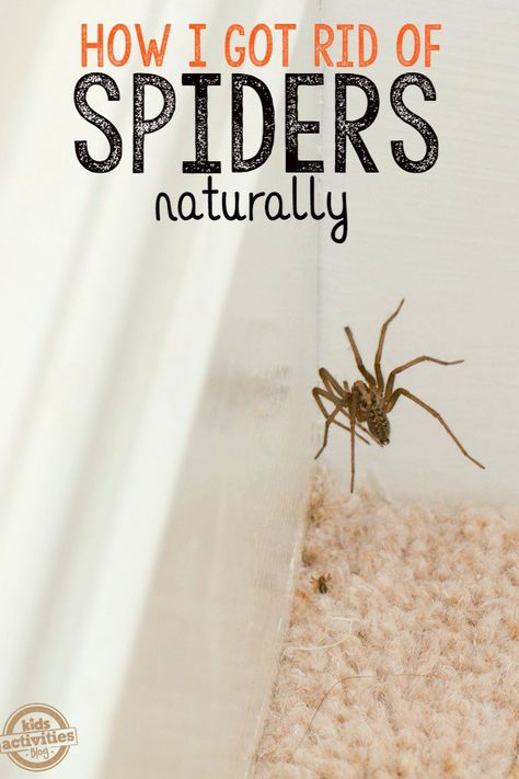 Get rid of those indoor spiders with this simple solution. Natural Spider Repellant, Spider Spray, Spiders Repellent, Get Rid Of Spiders, Bug Repellent, Natural Cleaning Products, House Cleaning Tips, Diy Cleaning Products, Pest Control