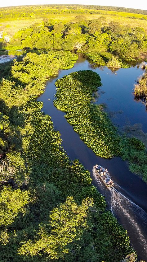 "Patrimônio Natural Mundial" e "Reserva da Biosfera". Esses são os títulos que o Pantanal recebeu da UNESCO e que atestam que a região é o destino ideal para os amantes da natureza.💚🐊 #oquefazernopantanal #pantanalms Brazil Culture, Brazil Country, Country Fair, Romantic Places, Travel Board, Countries Of The World, Brazil, Forest, Lake