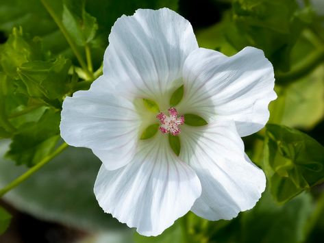 White musk mallow flower | Taken at Rosendals Trädgård, a ga… | Flickr Musk Mallow Flower, White Musk Flower, Dark Pink Flowers, Musk Mallow, Scented Flowers, Mallow Flower, Flower Colour, Ornamental Plants, Stockholm Sweden