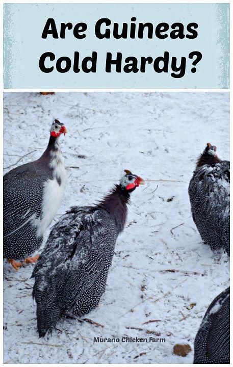 Guinea Fowl Coop Ideas, Guinea Hens, Sleep Outside, Chickens For Eggs, Raising Ducks, Urban Chickens, Raising Backyard Chickens, Quails, Guinea Fowl