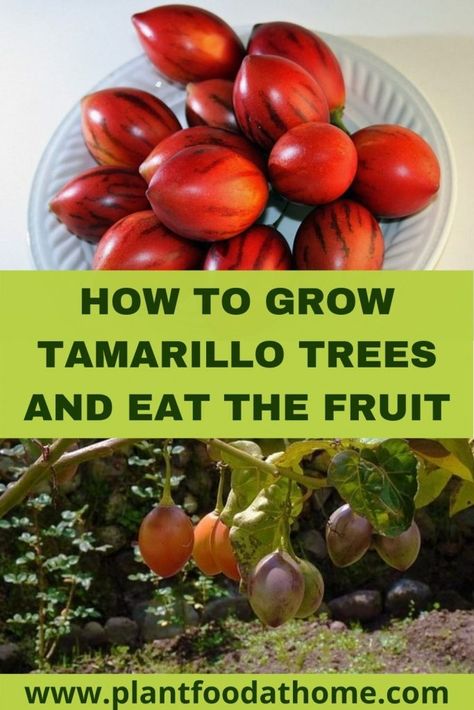 Tree Tomato: How to Grow Tamarillo Trees and Eat The Fruit Tomato Tree Plants, Tree Tomato Recipes, How To Plant Fruit Trees Backyards, Best Fruit Trees To Grow In South Carolina, Tamarillo Fruit, Tamarillo Tree, Bolivian Breakfast, Seed Collecting, How To Graft Fruit Trees