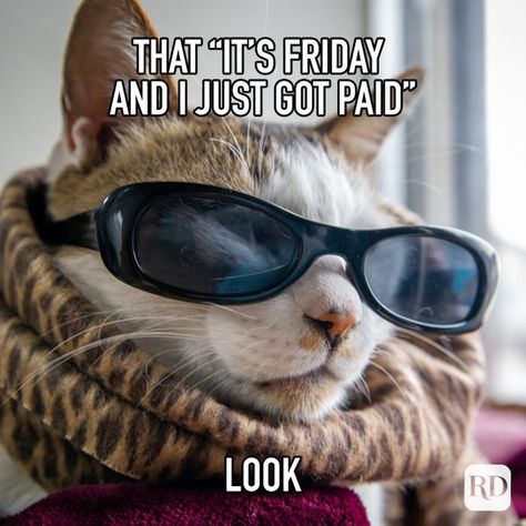 Happy Friday Meme, Friday Memes, Friday Cat, Funny Friday, Friday Meme, Funny Friday Memes, Morning Memes, Monday Memes, Halloween Memes