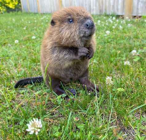 Baby Beavers, Cute Beaver Pictures, Canadian Beaver, Cartoon Beaver Cute, Beaver Pictures, Beaver Drawing, Beaver Animal, Baby Beaver, Animal Tshirt