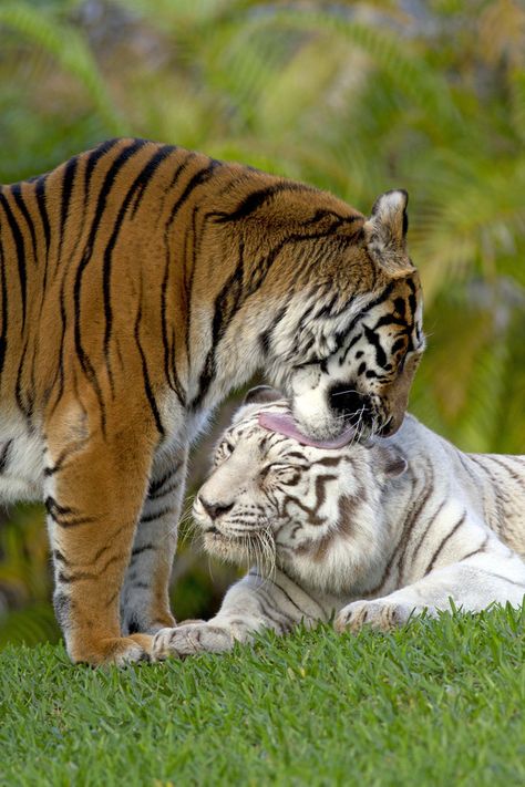 White Tigers, Tiger Love, Tiger Pictures, Exotic Cats, Pet Tiger, Cute Tigers, Big Animals, Rare Animals, Majestic Animals