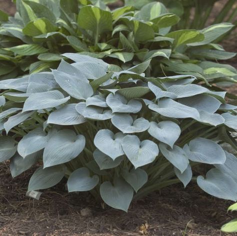 Walters Gardens Variety: Hosta 'Halcyon' Hosta Halcyon, Blue Hosta, Plantain Lily, Black Walnut Tree, Soil Texture, Hosta Plants, Organic Compost, Lily Plants, Shade Perennials