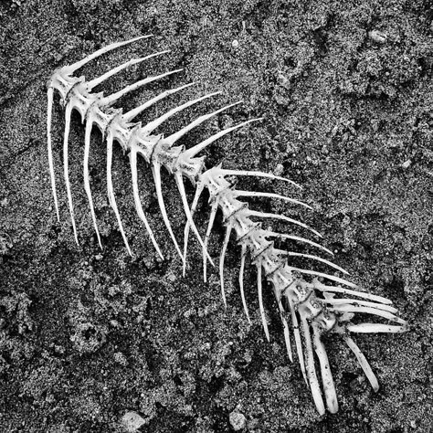 fish bones by tina negus on flickr Dead Forest, Rutland Water, Animal Skeleton, Fish Skeleton, Fish Bones, Animal Skeletons, Fishing Pictures, Iris Van Herpen, Scarring