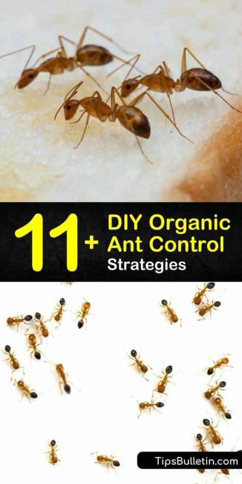 Learn how to use DIY methods to kill ants by mixing up peppermint essential oil in a spray bottle. Get rid of an ant problem with effective pest control, determination, and some baking soda. #antcontrol #organicantcontrol #organic #ants Natural Ant Killer, Types Of Ants, Ant Repellent, Ant Problem, Diy Household Cleaners, Ant Infestation, Ant Control, Kill Ants, Ant Killer