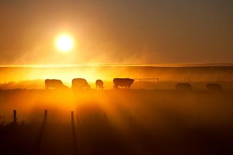 It’s easy to feel helpless against the anti-beef choir, but helpless you’re not. Cow Farm, Cattle Farming, Feeling Helpless, Cow Calf, A Cow, Off Grid Living, Rock Climbing, Things To Know, Wyoming