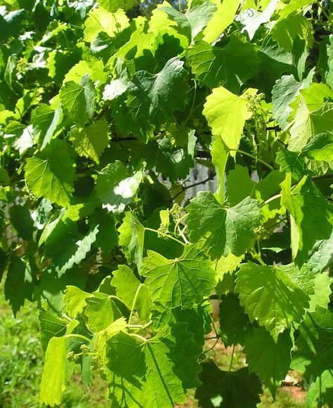 58 Companion Plants for Grapes • New Life On A Homestead Catawba Grapes, Grape Vine Trellis, Grape Plant, Garden Companion Planting, Black Walnut Tree, Vine Trellis, Companion Plants, Attract Pollinators, Hardy Plants