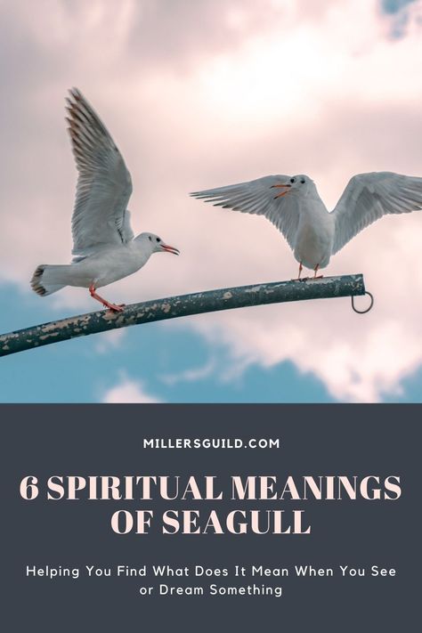 6 Spiritual Meanings of Seagull 1 Seagull Spiritual Meaning, Sea Gulls Flying, Seagull 1963, Beach With Seagulls, Seagulls Flying, Inhaling Seagull Meme, Newspaper Cover, Close Relationship, Tarot Card Spreads