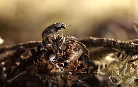 Flesh-eating beetles Flesh Eating Beetles, Fireworks Video, Fireworks Gif, Work Video, Dirty Work, Tree Hugger, Beetles, Science And Nature, Deep Sea