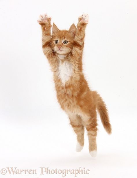 Photograph of Ginger kitten, Butch, 10 weeks old, leaping with arms outstretched. Rights managed white background image. Jumping Cat, Ginger Kitten, Cat Anatomy, Cat Reference, Cat Stands, Dancing Cat, Cat Pose, Cat Icon, Silly Animals