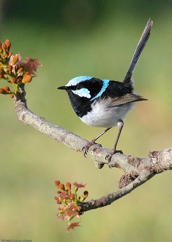 Blue Wren, Birds Photography Nature, Whale Stuffed Animal, Fairy Wren, Animal Stencil, Watercolor Workshop, Australian Birds, Bird Pictures, Watercolor Leaves