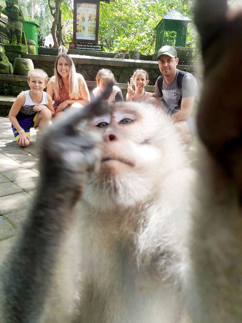 Brave Monkey Crashes Tourists' Bali Vacation Photo for a Selfie Butterfly Tattoos Ideas, Monkeys Cute, Monkey Pet, Funny Animal Pics, Cute Animal Character, 3d Butterfly Tattoo, Baby Monkeys, Monkey Baby, Monkey Pictures