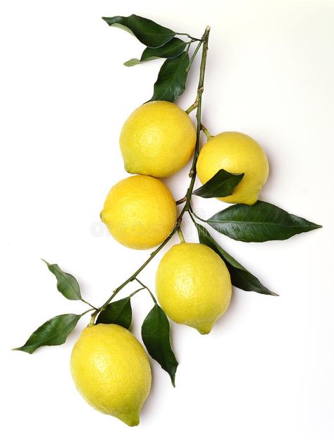 Bunch of Lemons. With leaves on white , #Ad, #Lemons, #Bunch, #white, #leaves #ad Lemon Pictures, Lemon Branch, Lemon Leaves, Fruit Photography, Lemon Decor, Lemon Tree, Painting Photos, Food Illustrations, Photo Reference