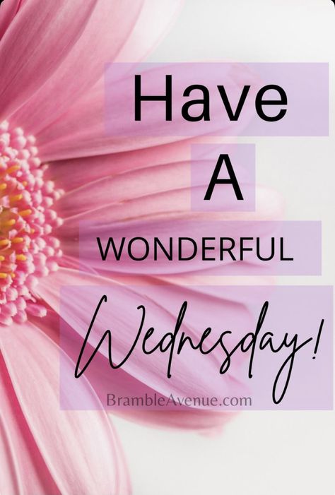 Wednesday Morning Images, Have A Wonderful Wednesday, Wednesday Morning Quotes, Beautiful Wednesday, Wednesday Greetings, Good Morning Wishes Friends, Good Wednesday, Evening Quotes, Good Morning Wednesday