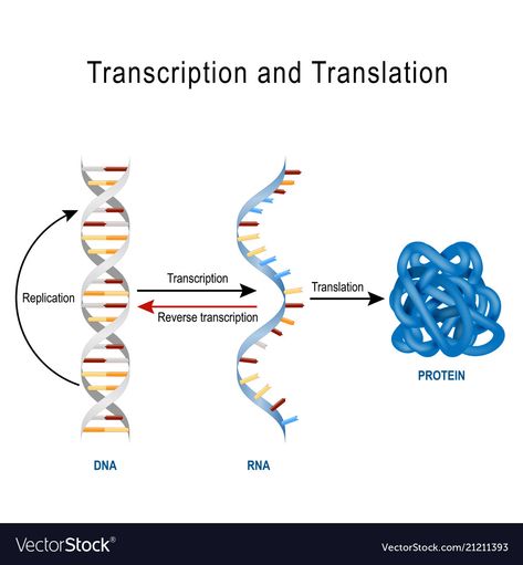 Dna replication protein synthesis transcription Vector Image Rna Transcription, Molecular Basis Of Inheritance, Drawing Biology, Biology Assignment, Dna Transcription, Dna Activities, Microbiology Study, Dna Facts, Pancakes Protein