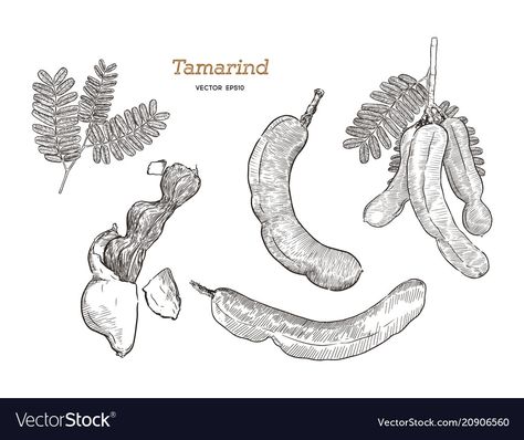 Tamarind Drawing, Tamarind Vector, Tamarind Fruit, Fruit Sketch, Fruit Illustration, Draw Sketch, Hand Draw, Tamarindo, Art Icon