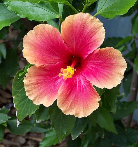 Hibiscus Fav Flower, San Antonio Zoo, Hibiscus Plant, Hawaiian Hibiscus, Favourite Flowers, Nothing But Flowers, Beautiful Bouquet Of Flowers, Pottery Classes, Blue Dream