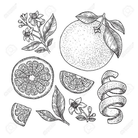 Seed Sketch, Citrus Drawing, Harry Tattoos, Fruit Vector, Plant Vector, Insect Art, Tropical Summer, Tree Tattoo, Fruit Art