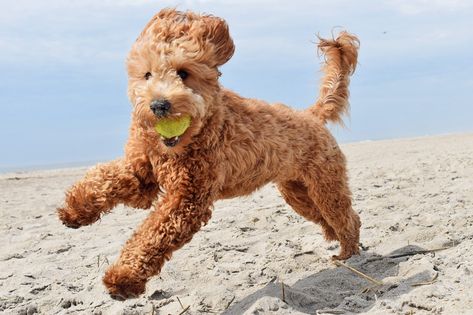 Goldendoodle F1bb Goldendoodle, F1b Goldendoodle, Puppy Stages, Doodle Puppy, Fluffy Puppies, Doodle Dog, Goldendoodle Puppy, Purebred Dogs, Puppy Play