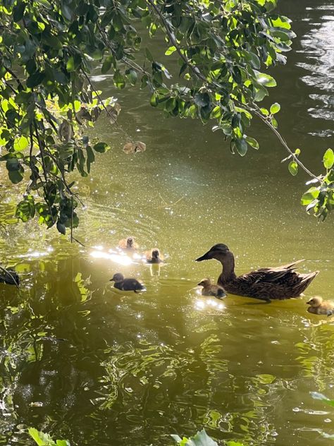 Ducklings In Water, Duck And Ducklings, Happy Memories, Reference Images, In Water, Ducks, Birds, Water, Animals