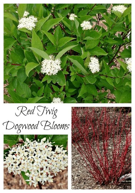 Red Stem Dogwood, Arctic Fire Red Twig Dogwood, Artic Fire Red Twig Dogwood, Bailey Red Twig Dogwood, Red Dogwood Shrub, Red Twig Dogwood Companion Plants, Red Twig Dogwood Landscape, Red Twig Dogwood Shrub, Variegated Red Twig Dogwood