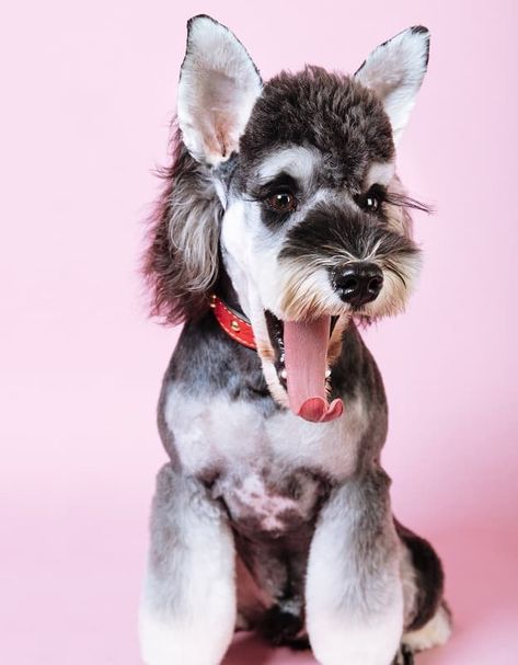 33 of The Cutest Schnauzer Dog Haircuts We Love – HairstyleCamp Schnauzer Haircuts Hairstyles, Schnauzer Haircut Styles, Schnauzer Short Haircut, Mini Schnauzer Haircut Ideas, Schnauzer Cut Haircuts, Fluffy Schnauzer Haircut, Miniature Schnauzer Short Haircut, Female Schnauzer Haircut, Funny Dog Haircut