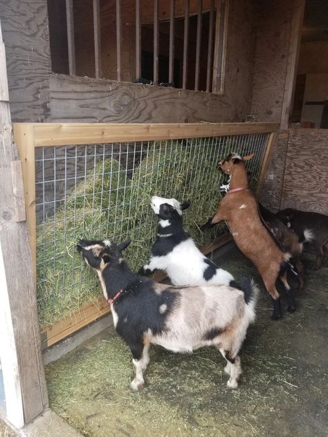 Goat Hay Feeder Goat Washing Station, Hay Holder For Goats, Goat Hay Feeder Ideas, Goat Food And Water Set Up, Goat Habitat Ideas, Goat Incloser, Goat Setup Ideas, Goats Enclosure, Goat Yard Ideas