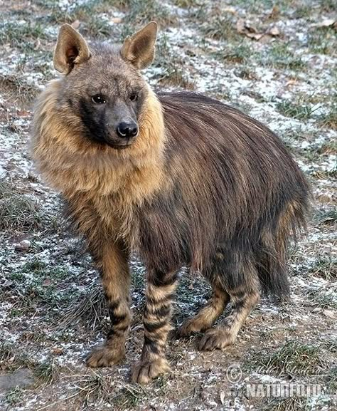 Brown Hyena, Interesting Animals, Cool Animals, Animal Reference, Extinct Animals, Dinosaur Art, Pretty Animals, Animal Drawing, Animal References