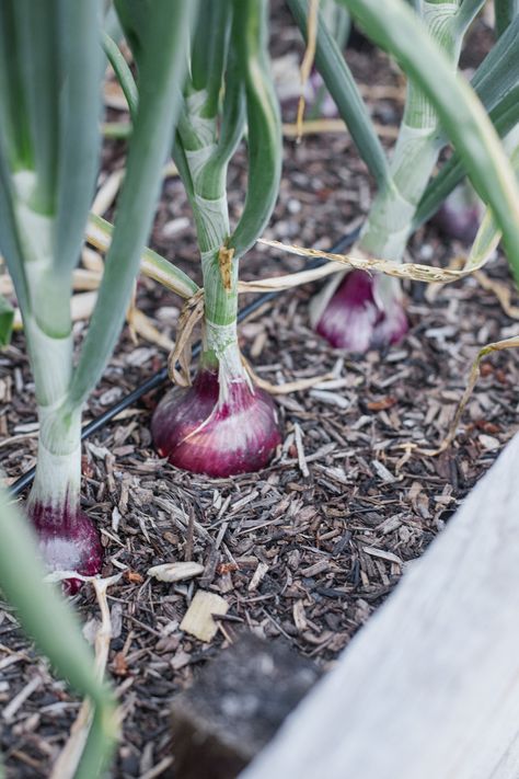 How to Grow Onions from Planting to Harvesting — The Purposeful You · Garden + Sustainable Living Winter Onions Growing, Planting Onions In The Fall, Harvesting And Storing Onions, Harvesting Onions When To, Onion Benefits, How To Grow Spring Onions From Scraps, Growing Carrots, Growing Onions, Improve Fertility